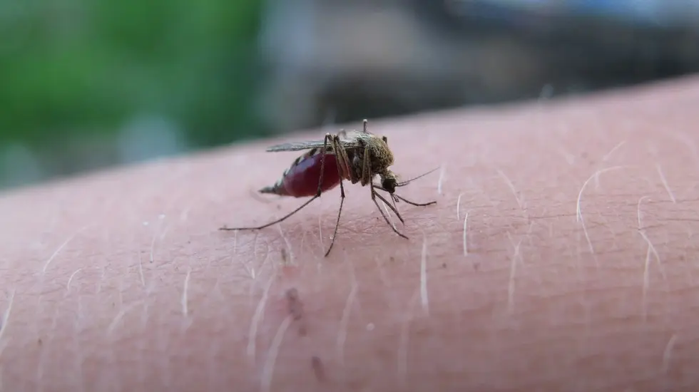 ukąszenie komara