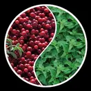 żurawina i pokrzywa